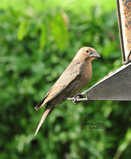 Female Brown-headed Cowbird