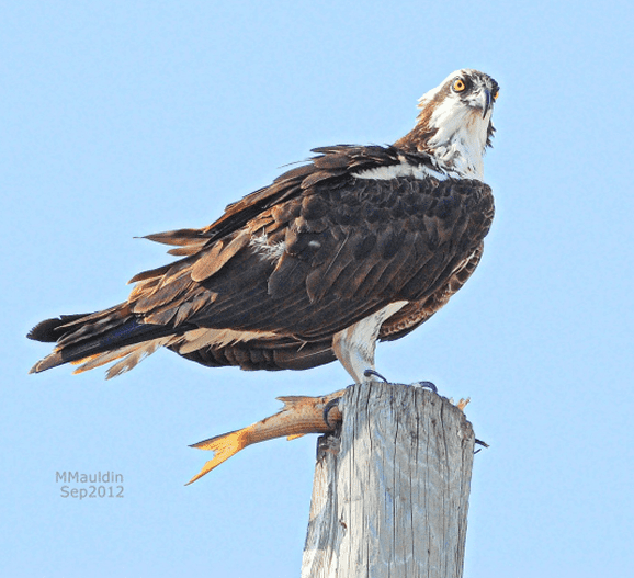 Osprey with lunch - photo by Mike Mauldin
