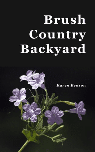 Brush Country Backyard - collection of Karen's postings on wildlife