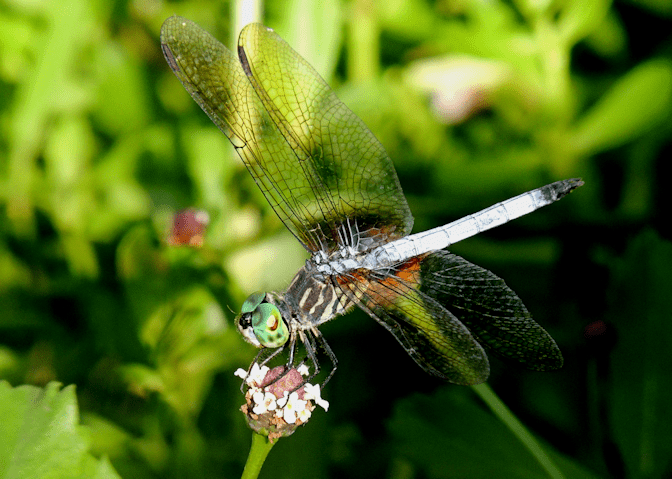 Pachydiplax longipennis dragonfly