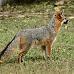 Gray Fox