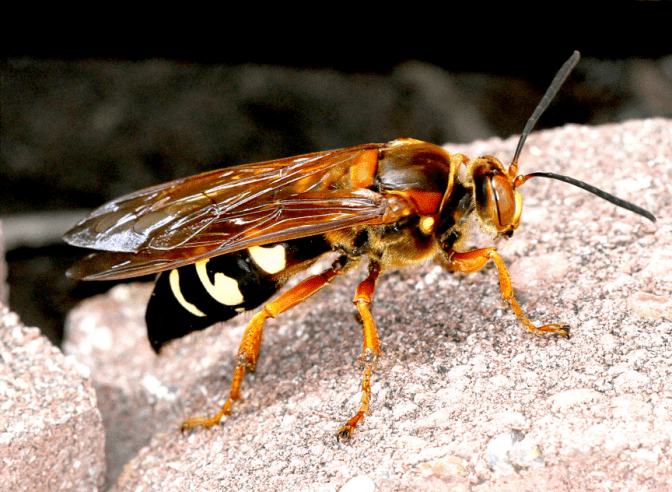 cicada killer stinger