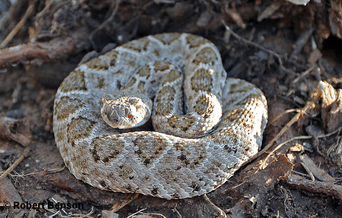 baby timber rattlesnake identification