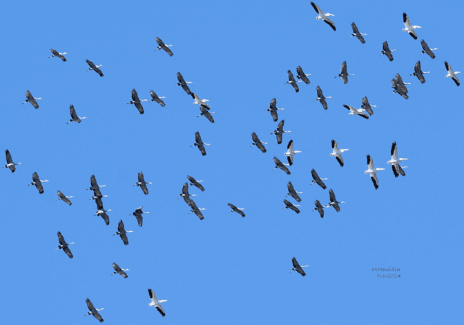 Sandhill Cranes and White Pelicans