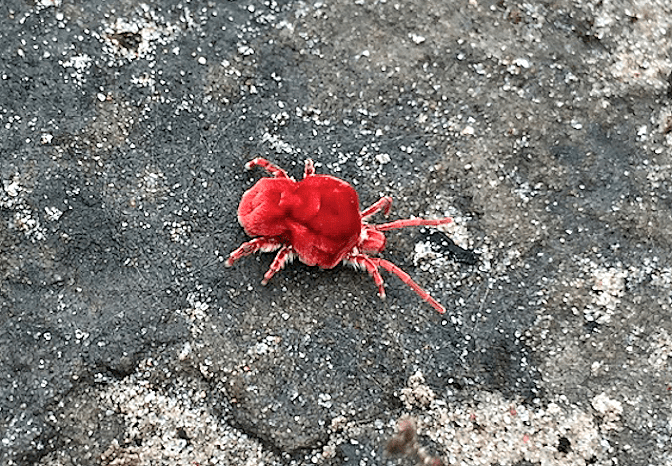 This is not a “Beanie Baby” but an actual bug! This half-inch-long creature is called a Giant Red Velvet Mite, because regular mites are much smaller. Its body looks like a dimpled velvet sack with eight legs. These mites come out of the soil after heavy warm-season rains and are thus nicknamed Summer Rain Bugs. Children of all ages are delighted by these tiny animals. Tess Thornton Photo.