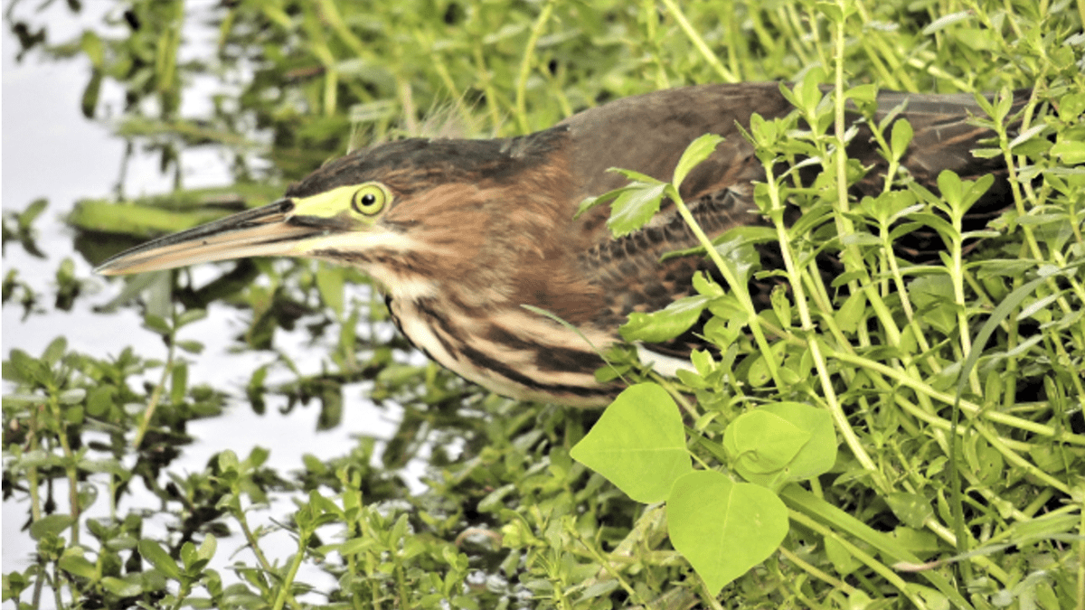 Young green heron hunting lunch