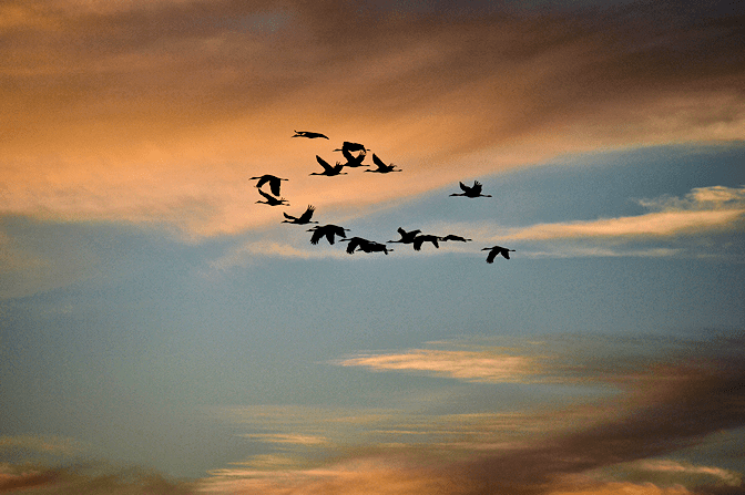 Sandhill cranes at sunset – we have flocks of over 1000 in the rice field near our house.