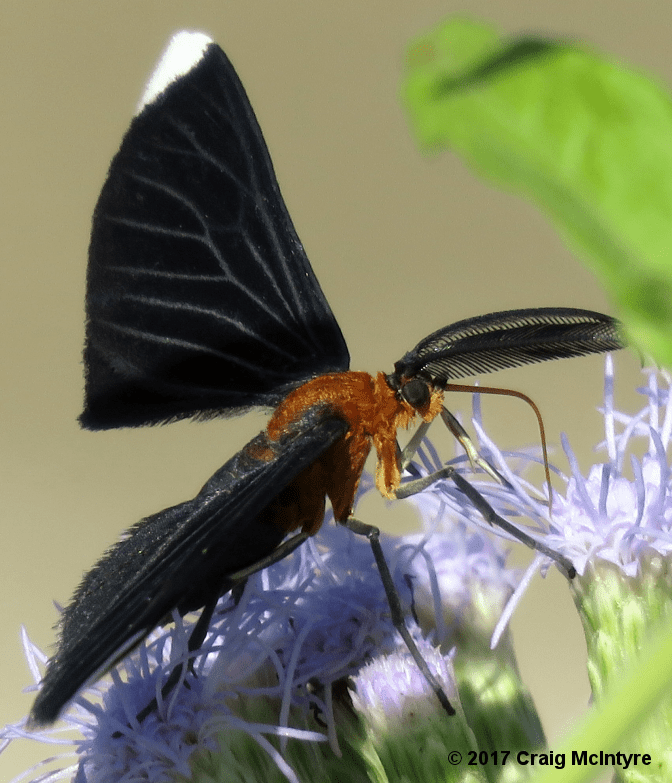 White-tipped Black Moth (Melanchroia chephise)