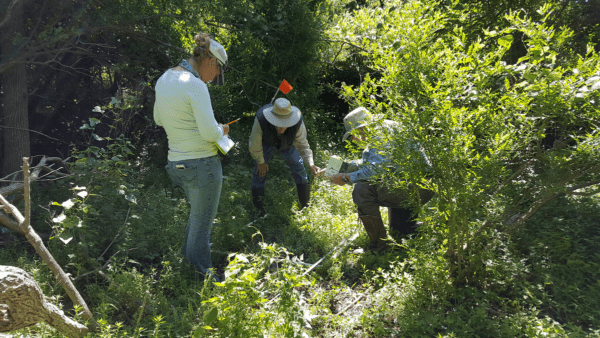 Fennessey Vegetation Survey 2019