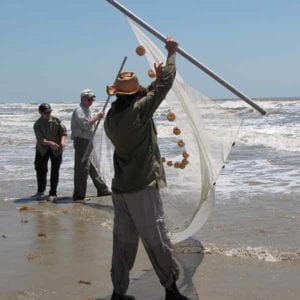 Seining to learn critters in the Gulf