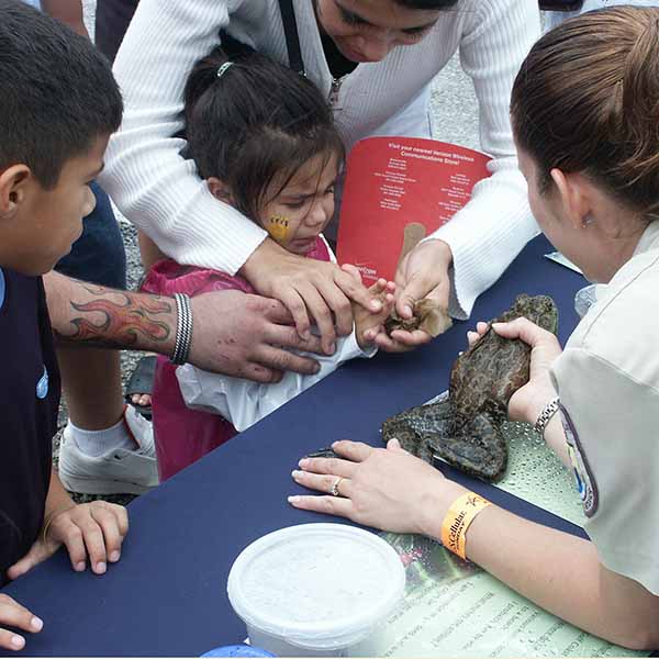Aransas National Wildlife Refuge outreach - introducing a bullfrog at Bay Days