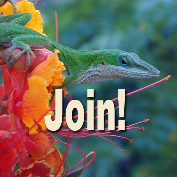 Green anole on Pride of Barbados - join button