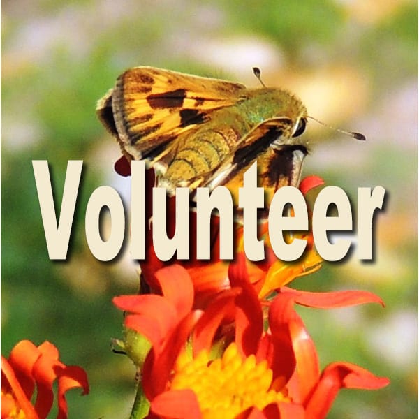 Fiery skipper butterfly - volunteer button