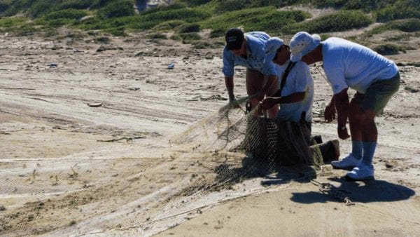 Volunteers prepare the net to capture red knots.