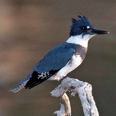 The belted kingfisher is the Mid-Coast Chapter mascot