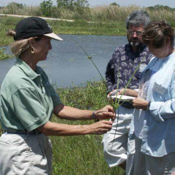 Teaching wetland sedges at Mad Island Marsh Preserve