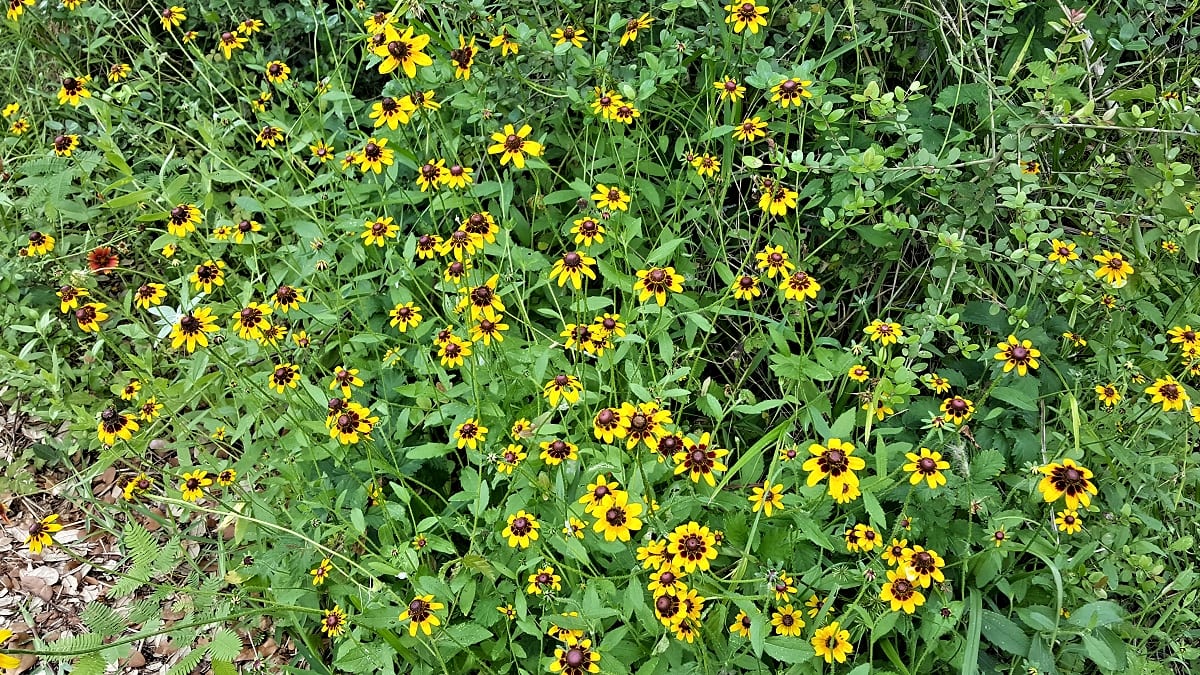 Brown-eyed Susan flowers