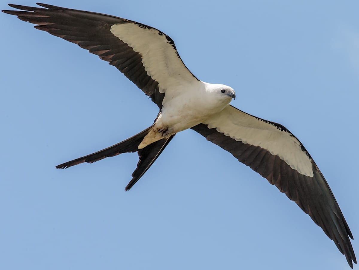 Swallow-Tailed Kite