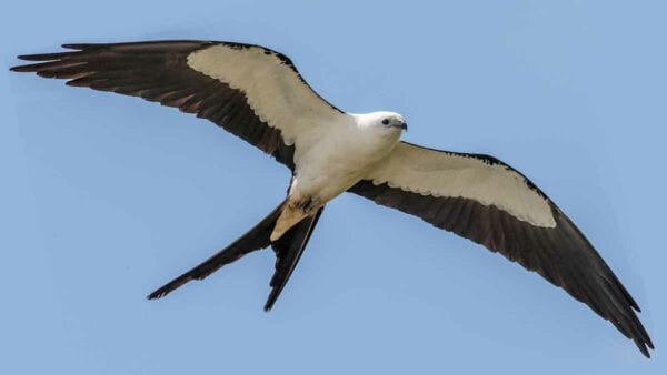 See thousands of hawks soaring their way to their winter home this fall.